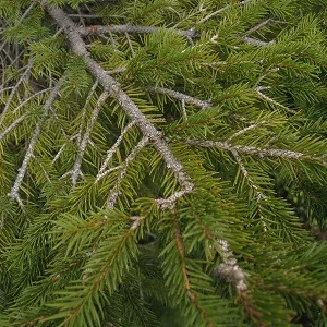 Хвойные опилки оптом в Чебоксарах купить - оперативная доставка по всей России