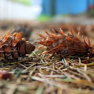 Хвойные опилки оптом в Чебоксарах от завода-производителя Лигнум Ресурс