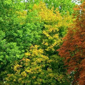 Лиственные опилки оптом в Чебоксарах купить - оперативная доставка по всей России