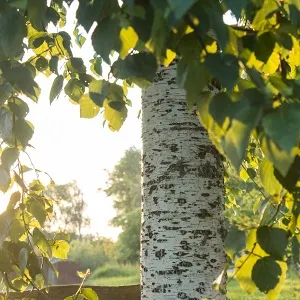 Опилки березовые оптом в Чебоксарах купить - оперативная доставка по всей России