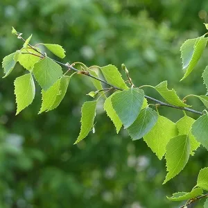 Опилки березовые оптом в Чебоксарах от завода-производителя Лигнум Ресурс