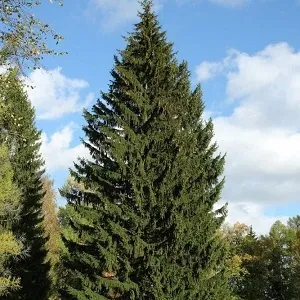 Еловые опилки оптом в Чебоксарах купить - оперативная доставка по всей России