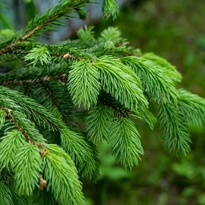 Еловые опилки оптом в Чебоксарах от завода-производителя Лигнум Ресурс