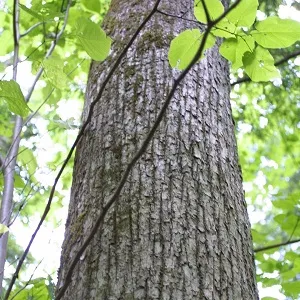 Опилки липовые оптом в Чебоксарах купить - оперативная доставка по всей России