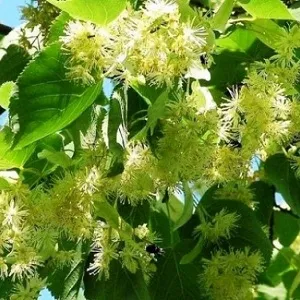 Опилки липовые оптом в Чебоксарах от завода-производителя Лигнум Ресурс