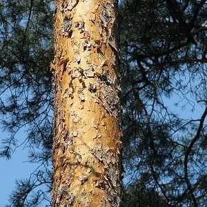 Сосновые опилки оптом в Чебоксарах купить - оперативная доставка по всей России