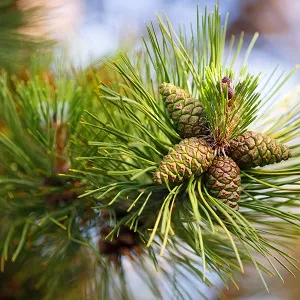 Сосновые опилки оптом в Чебоксарах от завода-производителя Лигнум Ресурс