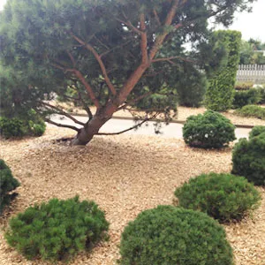 Хвойная щепа оптом в Чебоксарах купить - оперативная доставка по всей России